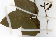 <strong>Leguminosae-Papilionoideae - Adenodolichos - Adenodolichos paniculatus (Hua) Hutch. & Dalziel</strong><br />© hnb