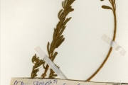 <strong>Leguminosae-Papilionoideae - Crotalaria - Crotalaria cuspidata Taub.</strong><br />© hnb
