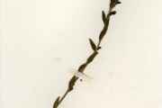 <strong>Scrophulariaceae - Alectra - Alectra rigida (Hiern) Hemsl.</strong><br />© hnb