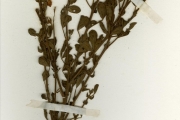 <strong>Leguminosae-Papilionoideae - Crotalaria - Crotalaria lachnosema Stapf</strong><br />© hnb