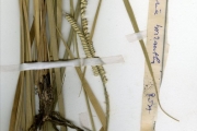 <strong>Poaceae - Urochloa - Urochloa brizantha (Hochst. ex A.Rich.) R.D.Webster</strong><br />© hnb