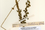 <strong>Leguminosae-Papilionoideae - Crotalaria - Crotalaria hyssopifolia Klotzsch</strong><br />© hnb