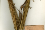 <strong>Poaceae - Ischaemum - Ischaemum amethystinum J.-P.Lebrun</strong><br />© hnb