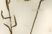 <strong>Malvaceae - Hibiscus - Hibiscus squamosus Hochr.</strong><br />© hnb
