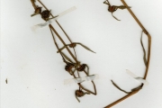 <strong>Rubiaceae - Spermacoce - Spermacoce filifolia (Schumach. & Thonn.) Lebrun & Stork</strong><br />© hnb