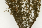 <strong>Leguminosae-Papilionoideae - Crotalaria - Crotalaria microcarpa Hochst. ex Benth.</strong><br />© hnb