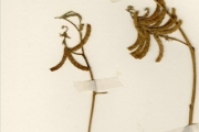 <strong>Leguminosae-Papilionoideae - Desmodium - Desmodium scorpiurus (Desv.) Sw.</strong><br />© hnb