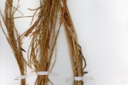 <strong>Poaceae - Bewsia - Bewsia biflora (Hack.) Goossens</strong><br />© hnb