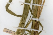 <strong>Poaceae - Oryza - Oryza sativa L.</strong><br />© hnb