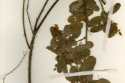 <strong>Leguminosae-Papilionoideae - Desmodium - Desmodium barbatum (L.) Benth.</strong><br />© hnb
