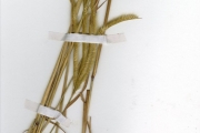 <strong>Poaceae - Schoenefeldia - Schoenefeldia gracilis Kunth</strong><br />© hnb