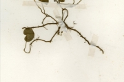 <strong>Rubiaceae - Geophila - Geophila obvallata (Schumach.) Didr.</strong><br />© hnb