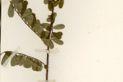 <strong>Euphorbiaceae - Phyllanthus - Phyllanthus welwitschianus Müll.Arg.</strong><br />© hnb