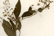 <strong>Lamiaceae - Isodictyophorus - Isodictyophorus reticulatus (A.Chev.) J.K.Morton</strong><br />© hnb