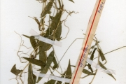 <strong>Poaceae - Oplismenus - Oplismenus hirtellus (L.) P.Beauv.</strong><br />© hnb