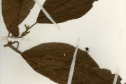 <strong>Rubiaceae - Pavetta - Pavetta lasioclada (K.Krause) Mildbr. ex Bremek.</strong><br />© hnb