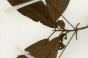 <strong>Rubiaceae - Pavetta - Pavetta lasioclada (K.Krause) Mildbr. ex Bremek.</strong><br />© hnb