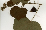 <strong>Malvaceae - Hibiscus - Hibiscus sterculiifolius (Guill. & Perr.) Steud.</strong><br />© hnb