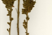 <strong>Leguminosae-Papilionoideae - Sesbania - Sesbania sudanica J.B.Gillett subsp. occidentalis Gillett</strong><br />© hnb