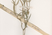 <strong>Acanthaceae - Blepharis - Blepharis maderaspatensis (L.) B.Heyne ex Roth</strong><br />© hnb