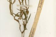 <strong>Acanthaceae - Blepharis - Blepharis maderaspatensis (L.) B.Heyne ex Roth</strong><br />© hnb