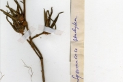 <strong>Rubiaceae - Spermacoce - Spermacoce stachydea DC.</strong><br />© hnb