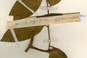 <strong>Capparidaceae - Ritchiea - Ritchiea erecta Vogel ex Hook.f.</strong><br />© hnb
