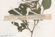 <strong>Amaranthaceae - Amaranthus - Amaranthus spinosus L.</strong><br />© hnb