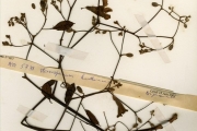 <strong>Bignoniaceae - Stereospermum - Stereospermum kunthianum Cham.</strong><br />© hnb