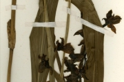<strong>Orchidaceae - Eulophia - Eulophia horsfallii (Batem.) Summerh.</strong><br />© hnb