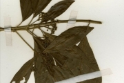 <strong>Rubiaceae - Pavetta - Pavetta corymbosa (DC.) F.M.Williams</strong><br />© hnb