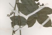 <strong>Anacardiaceae - Sorindeia - Sorindeia grandifolia Engl.</strong><br />© hnb