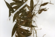 <strong>Poaceae - Oplismenus - Oplismenus hirtellus (L.) P.Beauv.</strong><br />© hnb