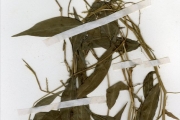 <strong>Poaceae - Oplismenus - Oplismenus hirtellus (L.) P.Beauv.</strong><br />© hnb