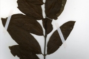 <strong>Rubiaceae - Cuviera - Cuviera macroura K.Schum.</strong><br />© hnb