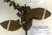 <strong>Myrtaceae - Eucalyptus - Eucalyptus torelliana F.Muell.</strong><br />© hnb