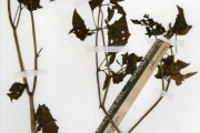 <strong>Solanaceae - Physalis - Physalis angulata L.</strong><br />© hnb