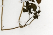 <strong>Solanaceae - Physalis - Physalis angulata L.</strong><br />© hnb
