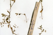 <strong>Molluginaceae - Glinus - Glinus oppositifolius (L.) Aug.DC.</strong><br />© hnb