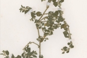 <strong>Amaranthaceae - Aerva - Aerva lanata (L.) Juss. ex Schult.</strong><br />© hnb