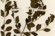 <strong>Lythraceae - Lawsonia - Lawsonia inermis L.</strong><br />© hnb