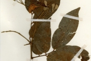 <strong>Leguminosae-Caesalpinioideae - Berlinia - Berlinia grandiflora (Vahl) Hutch. & Dalziel</strong><br />© hnb