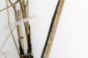 <strong>Poaceae - Imperata - Imperata cylindrica (L.) P.Beauv.</strong><br />© hnb
