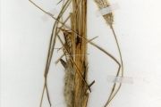 <strong>Poaceae - Imperata - Imperata cylindrica (L.) P.Beauv.</strong><br />© hnb