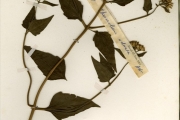 <strong>Asteraceae - Chromolaena - Chromolaena odorata (L.) R.M.King & H.Rob.</strong><br />© hnb