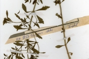 <strong>Scrophulariaceae - Scoparia - Scoparia dulcis L.</strong><br />© hnb