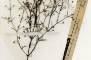 <strong>Rubiaceae - Oldenlandia - Oldenlandia corymbosa L.</strong><br />© hnb