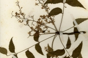 <strong>Meliaceae - Azadirachta - Azadirachta indica A.Juss.</strong><br />© hnb