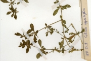 <strong>Molluginaceae - Glinus - Glinus oppositifolius (L.) Aug.DC.</strong><br />© hnb