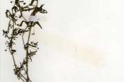 <strong>Rubiaceae - Oldenlandia - Oldenlandia corymbosa L.</strong><br />© hnb